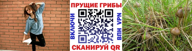 MEGA ССЫЛКА  даркнет сайт  Краснозаводск  Галлюциногенные грибы Magic Shrooms 